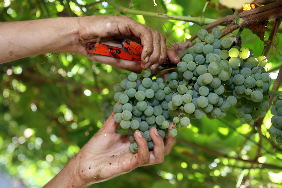 Uvas recolectadas en la vendimia de As Rías Baixas
