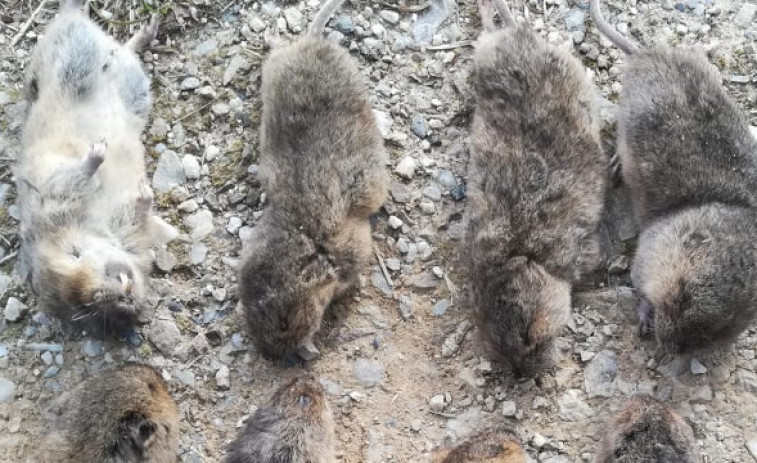 Los cazadores de zorros responden que quedarán suficientes para controlar la plaga de ratas-topo