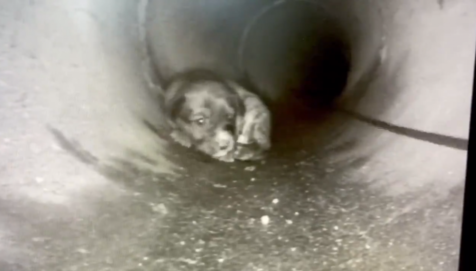 Cachorrito alcantarilla