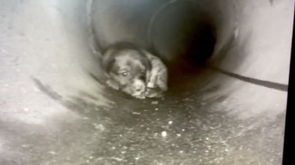 Cachorrito alcantarilla