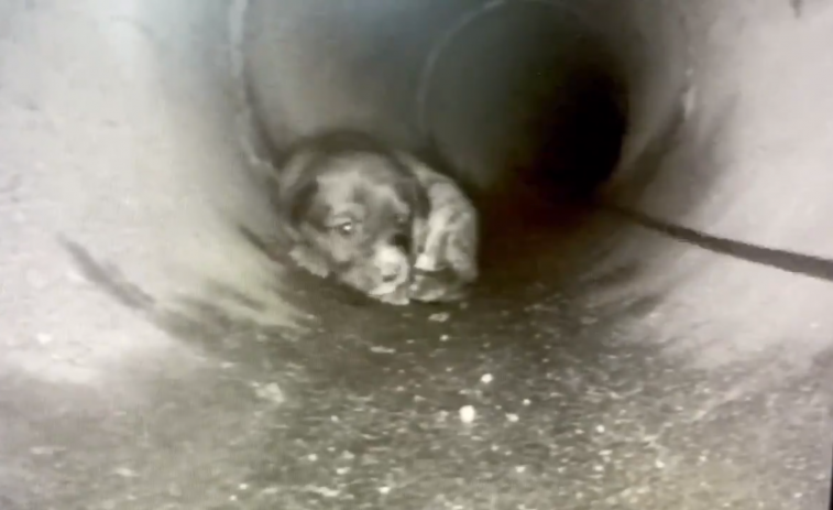(VÍDEO) Bomberos de Ourense y Viaqua rescatan a tres cachorros atrapados en una tubería de agua