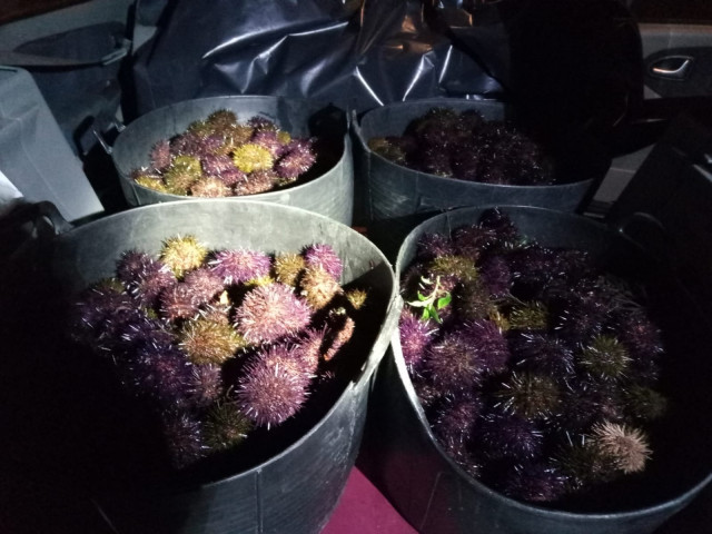 La Policía Autonómica, en colaboración con la Policía Nacional, se ha incautado en Vigo de 80 kilos de erizos