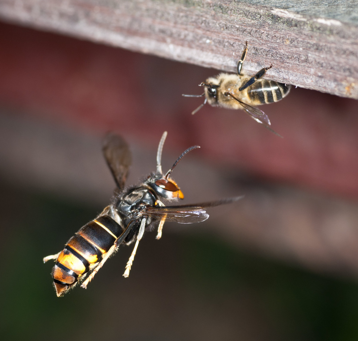 Vespa velutina atacando abeja en una foto de Danel Solabarrieta publicada en su Flickr bajo licencia Creative Commons