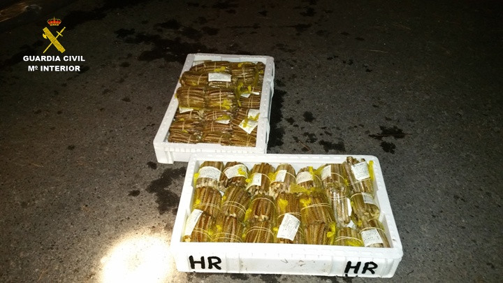 Imputadas dos personas por etiquetar marisco destinado a la venta sin haber sido depurado