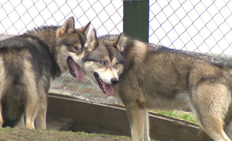 Una loba y tres cachorros híbridos vivían en una finca en Quintela de Leirado (Ourense)