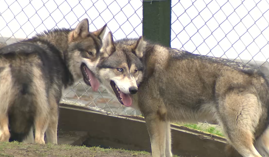 Lobos intervenidos en Quintela en una imagen de la CRTVG
