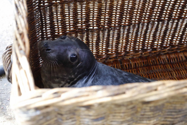 El lobo marino Silbur que apareció en la costa de Burela y será liberado en las aguas del Gran Sol