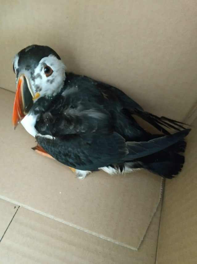 Frailecillo afectado por un vertido en las costas gallegas