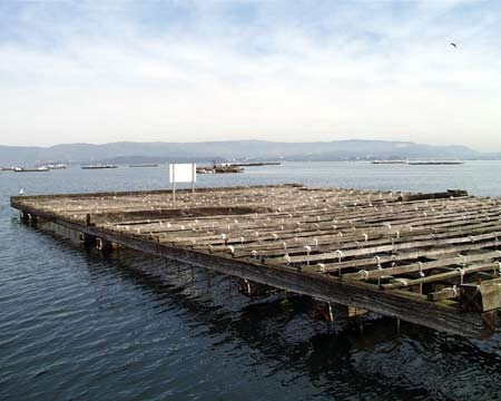 Bateas mejillón rías gallegas