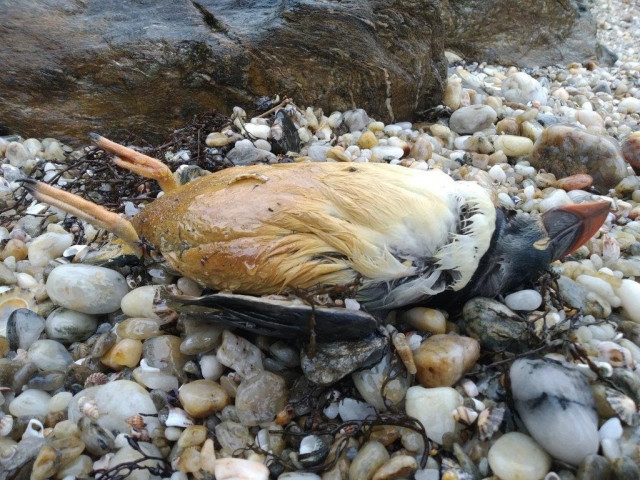 Frailecillo afectado por vertidos en la costa gallega