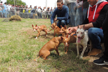Caza, cazadores, perros de caza