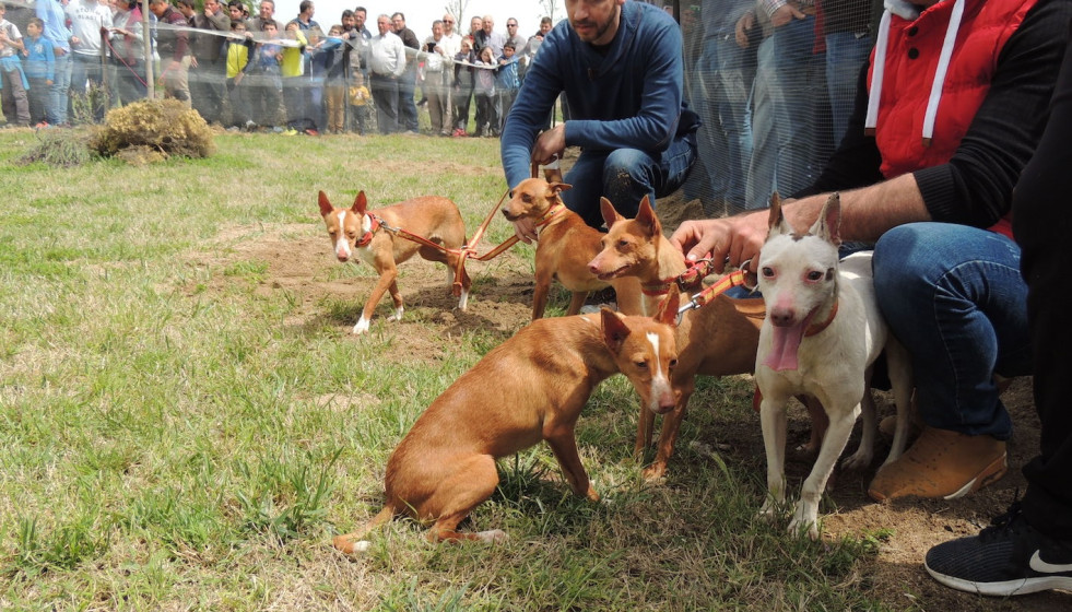 Caza, cazadores, perros de caza