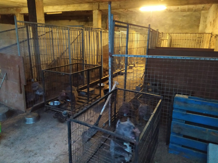 Policía Local y Guardia Civil destapan un criadero clandestino con 65 perros de raza American Bully