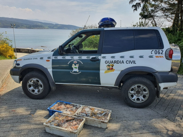 La Guardia Civil se incauta de 150 kilos de pulpo en distintos operativos en la provincia de A Coruña