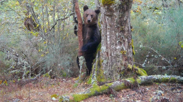 Oso pardo filmado en el Macizo Central Ourensán