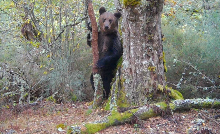 Avistado el primer oso pardo en el Macizo Central de Ourense en 150 años