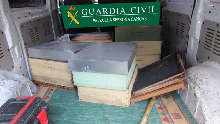 Se salta el confinamiento para robar colmenas en Moaña y lo pilla la Guardia Civil