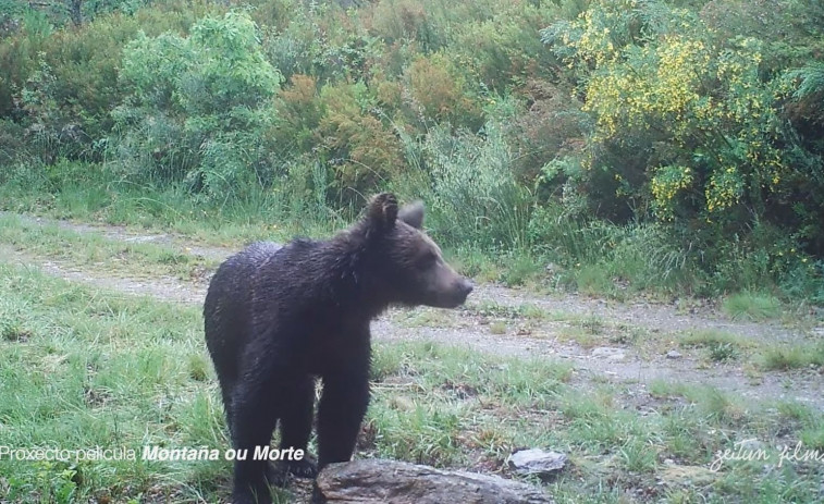 El plan de recuperación del oso pardo en Galicia 