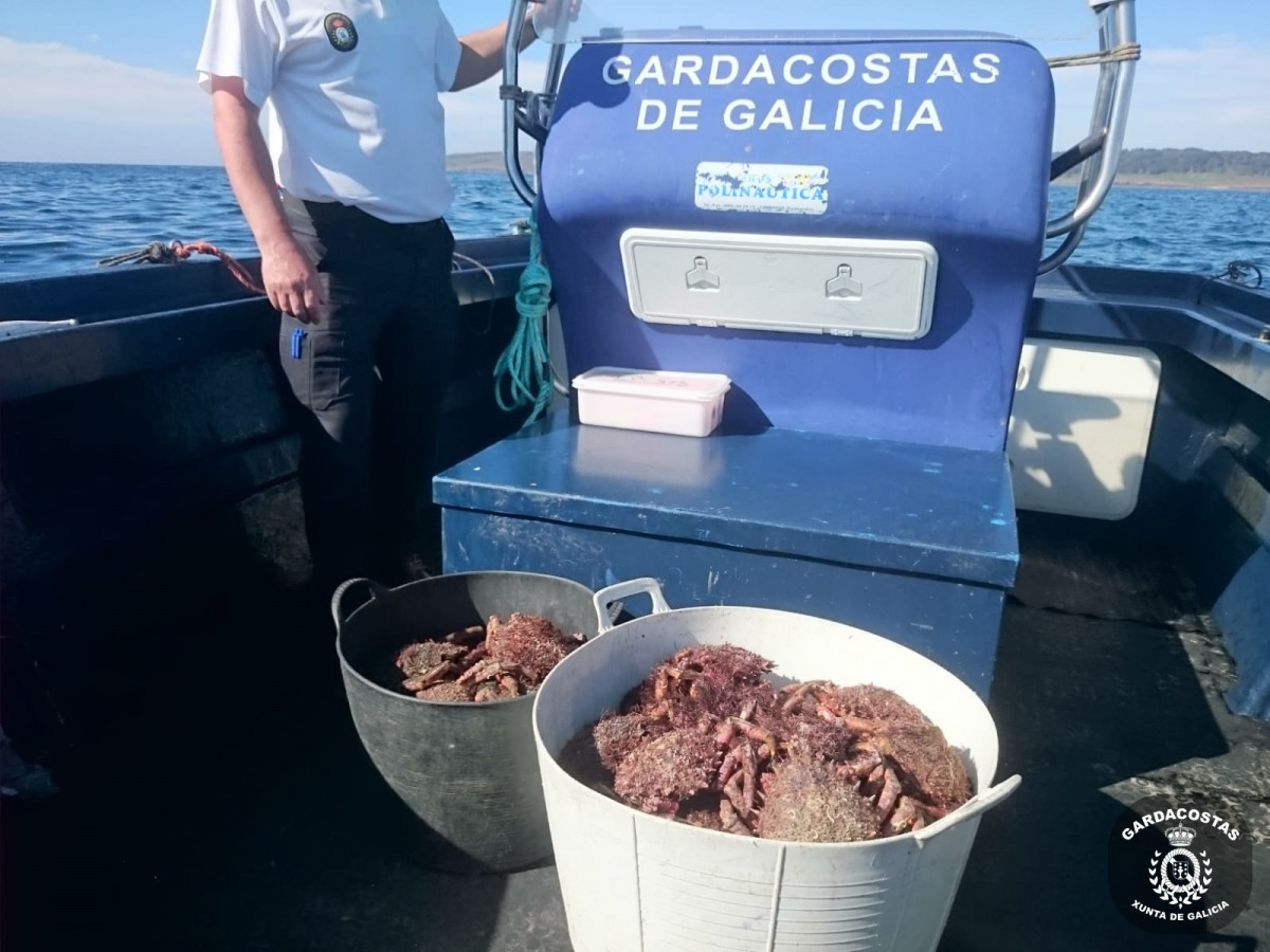 Os Gardacostas Requisaron A Comezos Desta Semana Preto De 50 Quilos De Centola Nun Control Realizado En Muxía