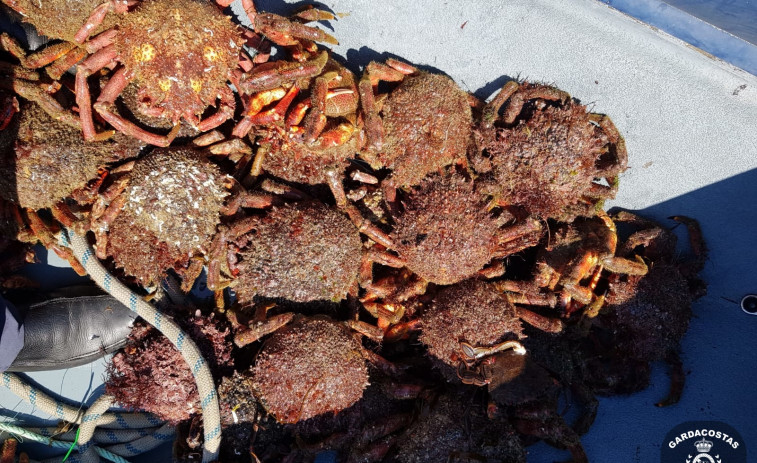 Interceptados mariscadores furtivos con más de 100 kilos de centollas, nécoras y bogavantes en Camariñas