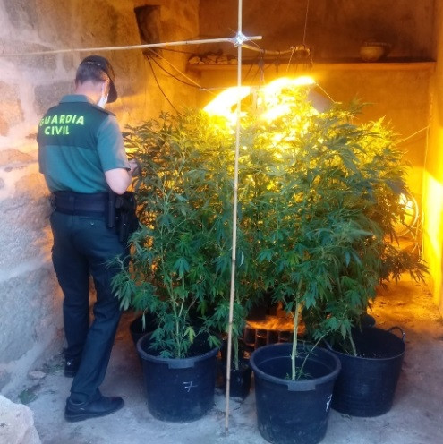 Cultivo de marihuana en un galpón anexo a una vivienda en Arbo (Pontevedra).
