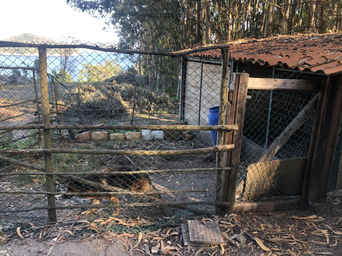 Perro localizado en Combarro (Pontevedra)