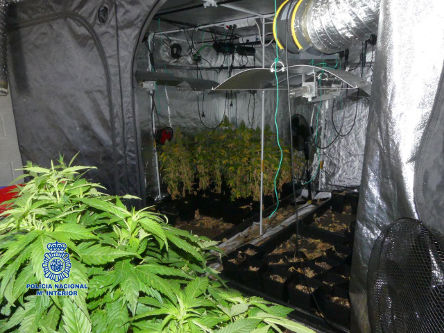 La Policía Nacional desmantela dos plantaciones de cultivo de marihuana en Ribeira (A Coruña).