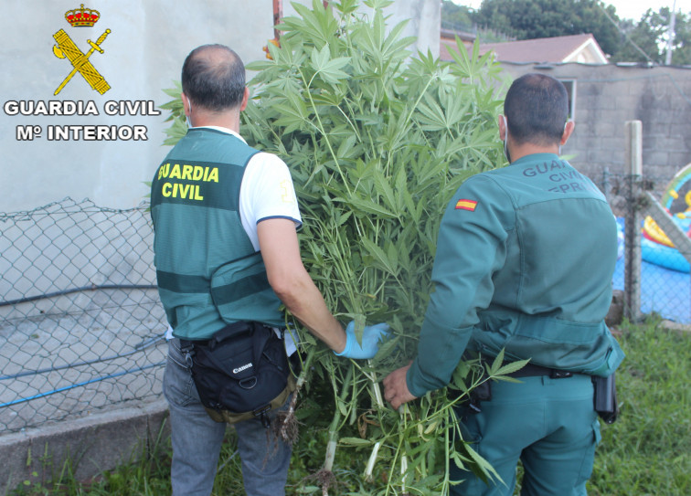 Tres detenidos relacionados con una plantación de marihuana en Cangas, intervenida por la Guardia Civil