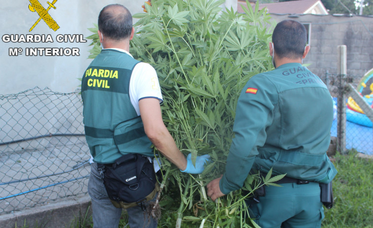 Tres detenidos relacionados con una plantación de marihuana en Cangas, intervenida por la Guardia Civil