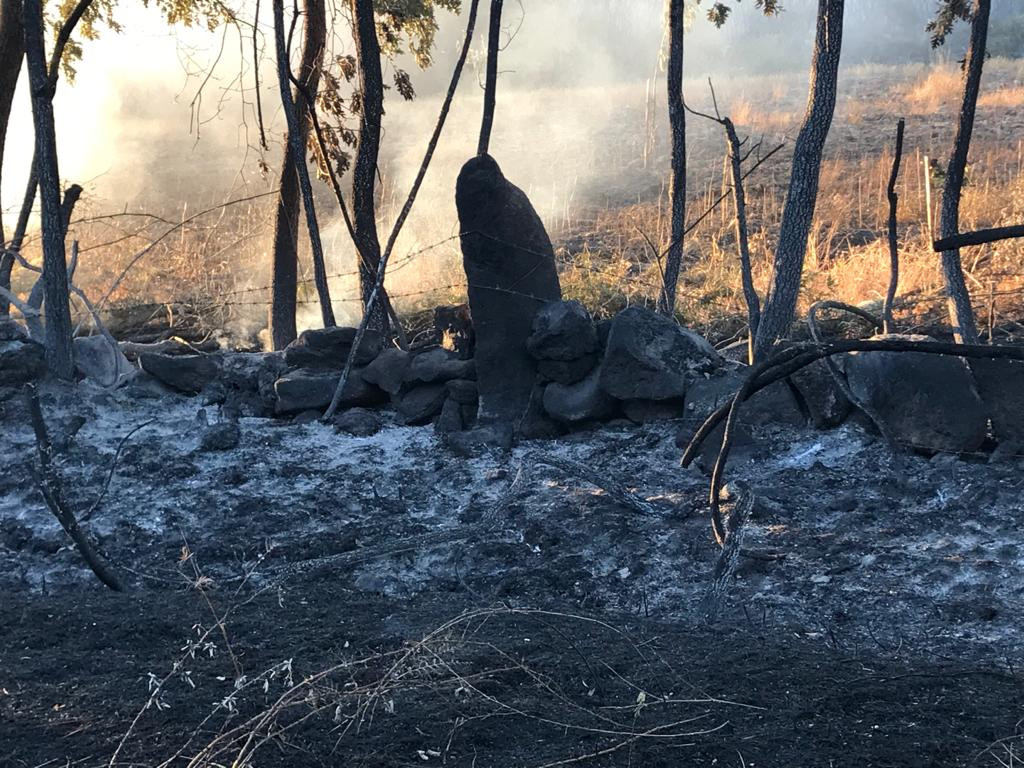 WhatsApp Image 2020 07 27 at 11.42.21 (1)