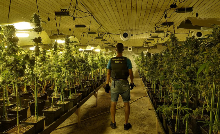 2.000 plantas de marihuana incautadas y diez detenidos en una operación antidroga en Aranga