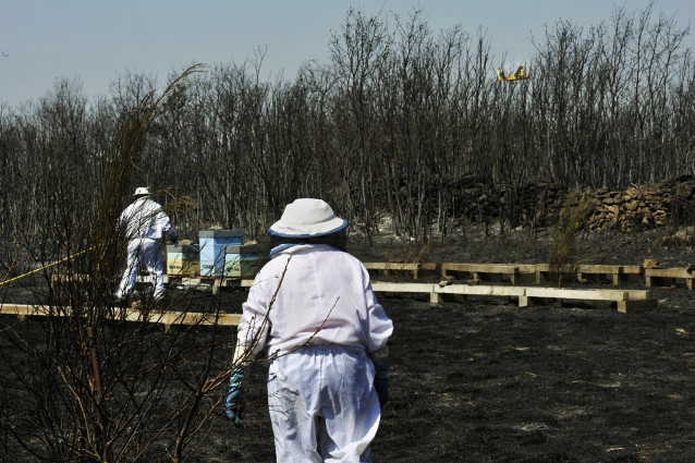 Apicultores revisan y riegan sus colmenas junto a una zona quemada por el incendio de Cualedro (Ourense) que sigue sin control desde su inicio el miércoles y que se ha convertido ya en el peor del año, arrasando 1.000 hectáreas, en Cualedro, Ourense, Gali