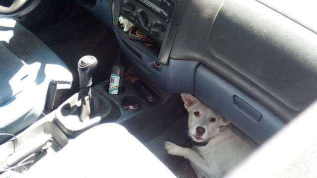 Perro encerrado en un coche estacionado en Vigo, rescatado junto a otro can por la Policía Local, debido a que estaban expuestos a altas temperaturas.