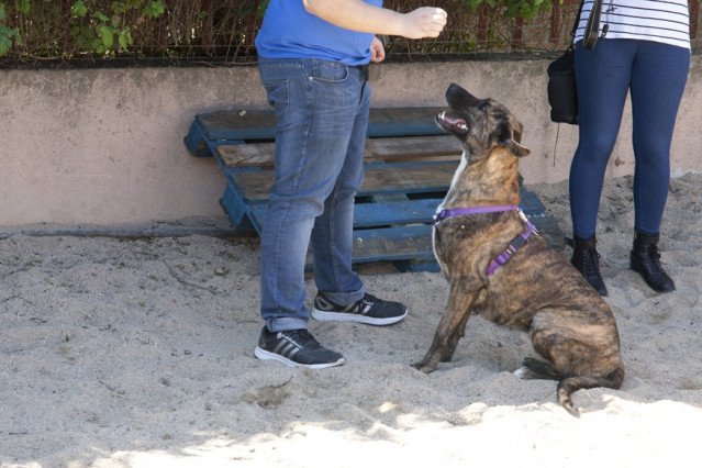 Imagen de un perro del o Centro de Protección Animal de Leganés.