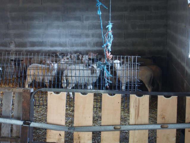 La Guardia Civil desarticula puntos clandestinos de sacrifico de animales en la provincia de Lugo.