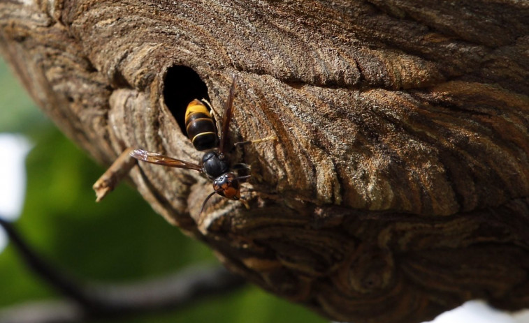 La velutina es una amenaza para la población y un enemigo imbatible para los apicultores, que piden 