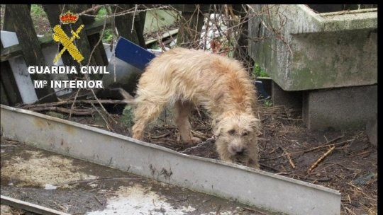 El Seprona denunció 200 infracciones medioambientales en 2019 en la comarca pontevedresag de O Morrazo.