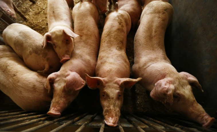 Un incendio provoca la muerte de medio millar de cerdos en una granja en Xunqueira de Espadanedo