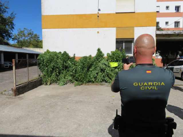 Plantas de marihuana incautadas en fincas de una vecina de Lobios (Ourense)