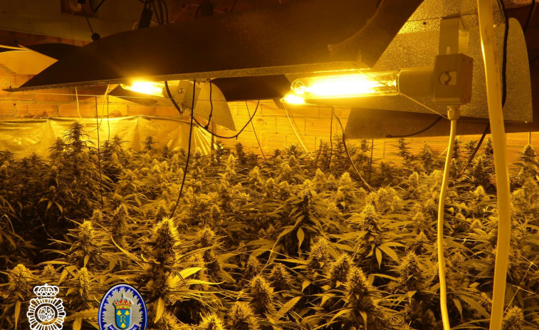 Descubren una plantación con más de 1.000 plantas de marihuana en una vivienda de Redondela