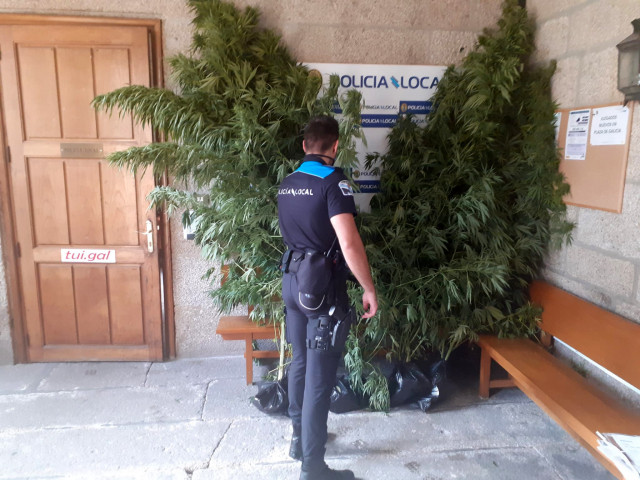 Plantas de marihuana intervenidas en una plantación ilegal en Tui (Pontevedra).