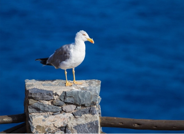 Una gaviota posada en un muro