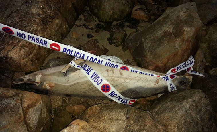 Achan un golfiño morto nunhas rochas da praia viguesa de Punta Lagoa