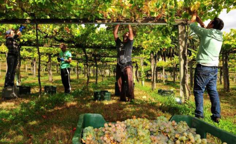 Adegas e viticultores apuran esta fin de semana a vendima de Rías Baixas