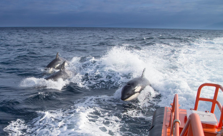 Biólogos estudian la presencia al alza de orcas en las costas gallegas, pero sus interacciones 