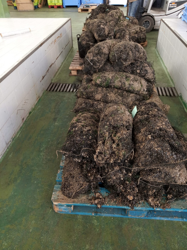Kilos de cría de mejillón intervenidos en Porto do Son (A Coruña).