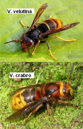 Avispacrabrovelutina33