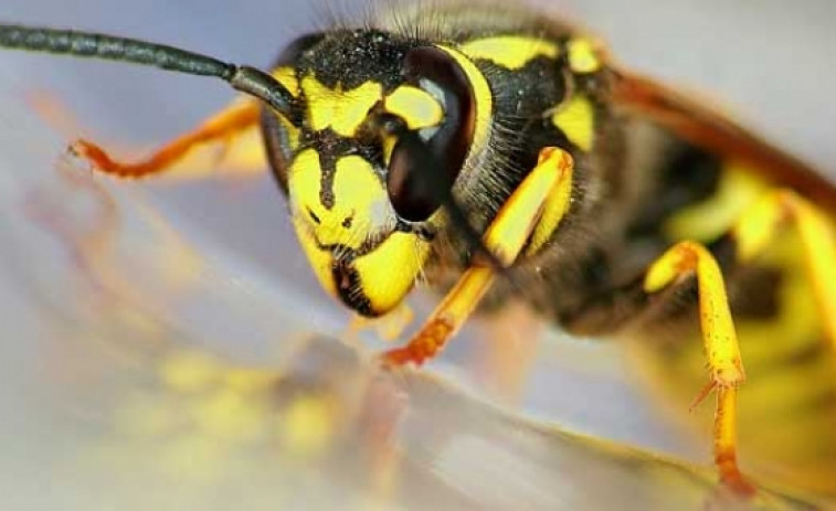 1.500 trampas para a vespa asiática, repartirá A Xunta de Galicia entre os apicultores