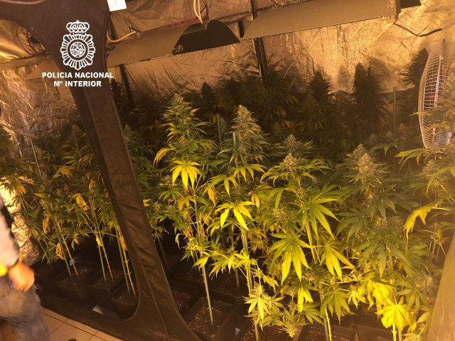Plantas de marihuana sustraídas a un vecino de Ourense detenido por la Policía Nacional.