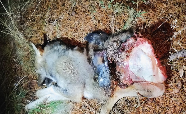 ​Cazadores furtivos “revientan de un disparo a bocajarro” y abandonan a un lobo de cinco meses en Cualedro